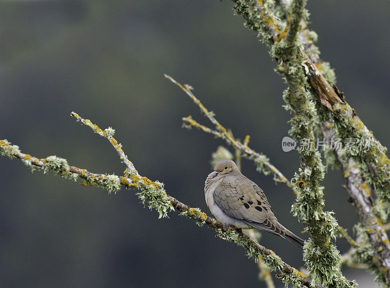 哀鸽(Zenaida macroura)是鸽科(Columbidae)的一员。这种鸟也被称为斑鸠或美国哀鸠或雨鸠。